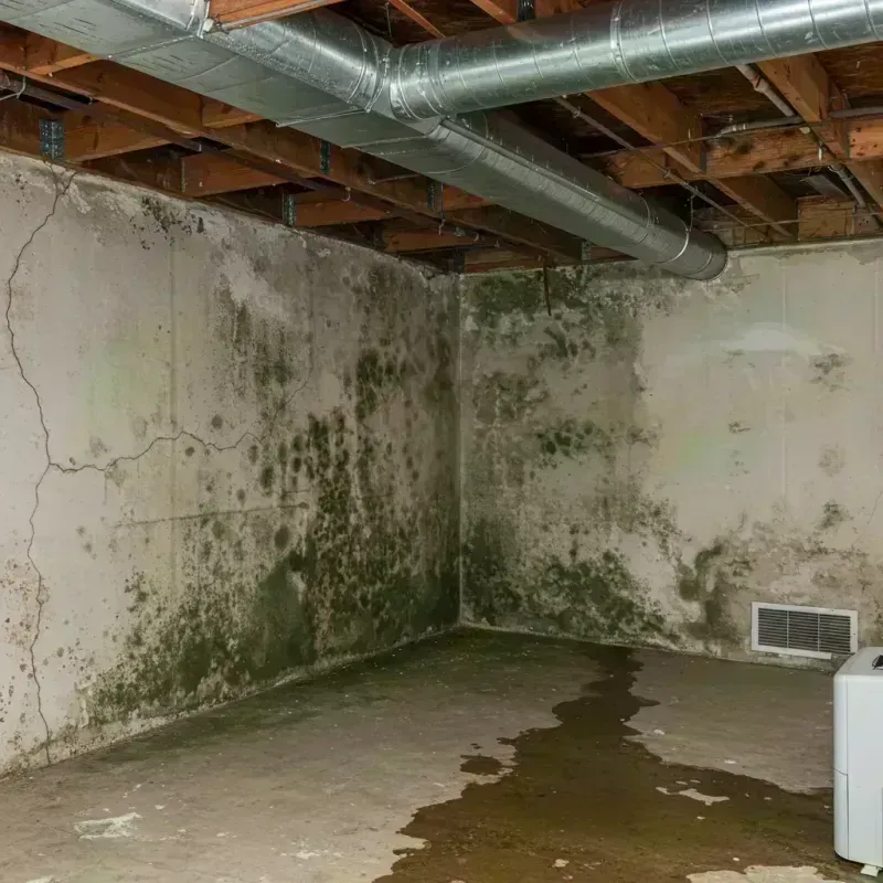 Professional Mold Removal in Westminster, CO